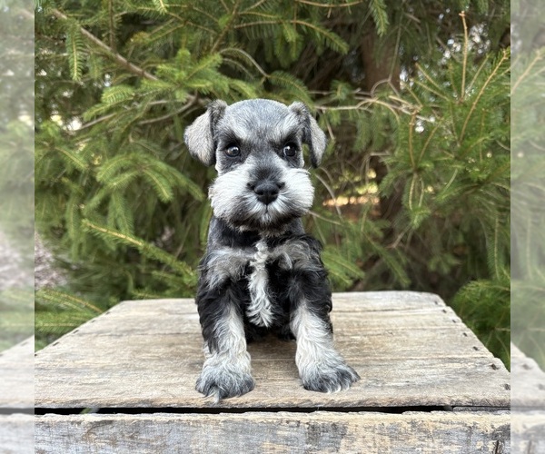 Medium Photo #2 Schnauzer (Miniature) Puppy For Sale in MIDDLEBURY, IN, USA
