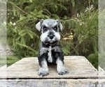 Small #1 Schnauzer (Miniature)