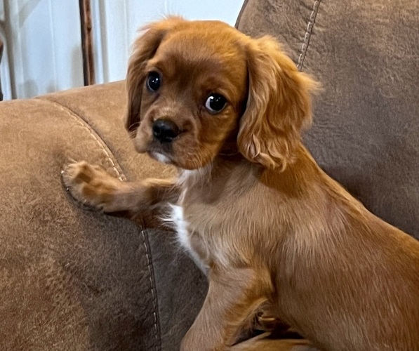 Medium Photo #1 Cavalier King Charles Spaniel Puppy For Sale in SPRINGFIELD, MO, USA