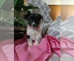 Small Photo #1 Cowboy Corgi Puppy For Sale in PEMBROKE, KY, USA