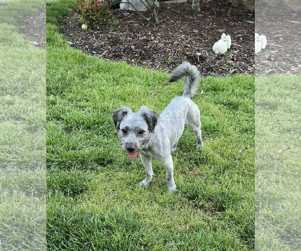 Medium Photo #1 Shih Tzu-Unknown Mix Puppy For Sale in Virginia Beach, VA, USA