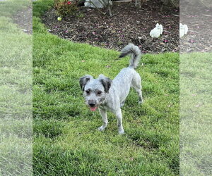 Shih Tzu-Unknown Mix Dogs for adoption in Virginia Beach, VA, USA