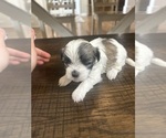 Small Photo #12 Mal-Shi Puppy For Sale in ROGERS, MN, USA