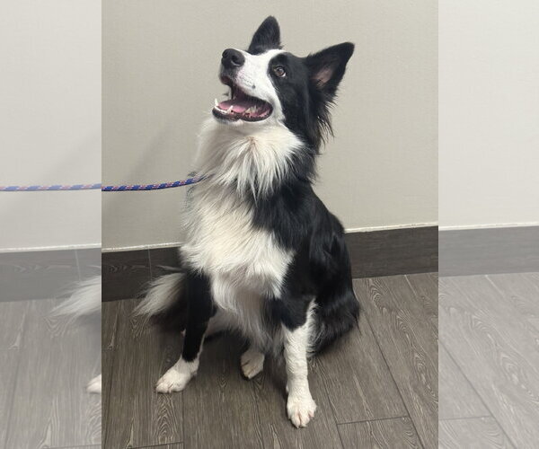 Medium Photo #3 Border Collie Puppy For Sale in Valrico, FL, USA