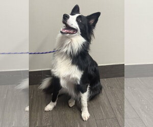 Dash - Male Border Collie Dog for Adoption - Photo #3