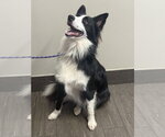 Small Photo #3 Border Collie Puppy For Sale in Valrico, FL, USA