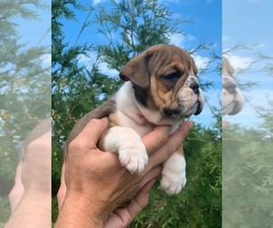 English Bulldog Puppy for sale in CHICAGO, IL, USA