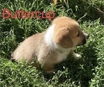 Small Photo #7 Pembroke Welsh Corgi Puppy For Sale in COLOMA, MI, USA
