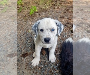 Bernese Mountain Dog-Unknown Mix Puppy for sale in WOODLAND, WA, USA