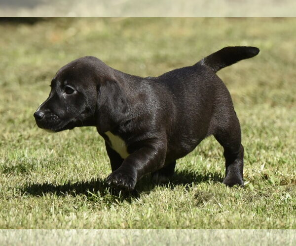 Medium Photo #2 Dachsador Puppy For Sale in Mechanicsburg, PA, USA