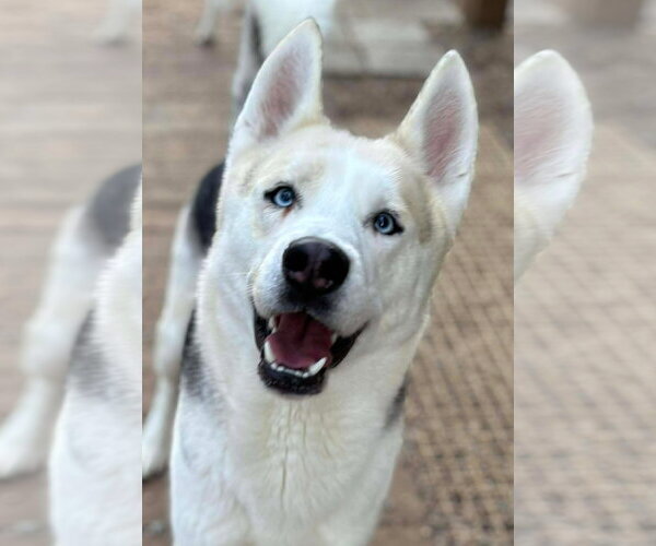 Medium Photo #3 Siberian Husky Puppy For Sale in Matawan, NJ, USA