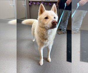 Siberian Husky Dogs for adoption in La Porte, IN, USA