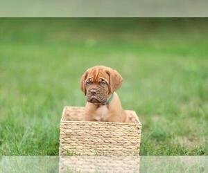 Dogue de Bordeaux Puppy for Sale in CARMEL, Indiana USA