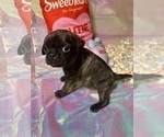 Small #1 Pug