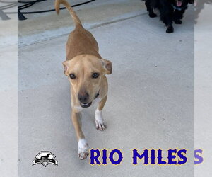 Rio Miles - Male Dachshund-Unknown Mix Dog for Adoption - Photo #13