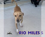 Small Photo #13 Dachshund-Unknown Mix Puppy For Sale in San Antonio, TX, USA