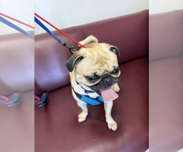 Medium Photo #2 Pug Puppy For Sale in Lake Elsinore, CA, USA