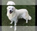Small Photo #9 English Cream Golden Retriever Puppy For Sale in ALTO, MI, USA