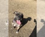 Small #2 American Pit Bull Terrier-Bulldog Mix