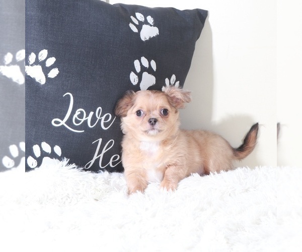 Medium Photo #6 Chihuahua Puppy For Sale in MOUNT VERNON, OH, USA