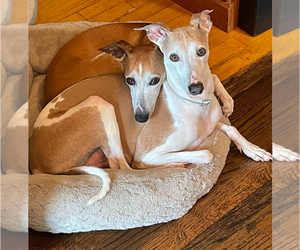 Italian Greyhound Puppy for sale in BELMONT, MA, USA