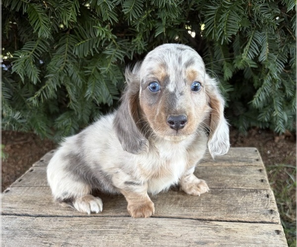Medium Photo #1 Dachshund Puppy For Sale in MIDDLEBURY, IN, USA
