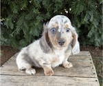 Small Dachshund