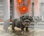 Small Photo #1 Bulldog Puppy For Sale in LAWRENCE, IN, USA