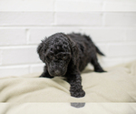Small Photo #4 Goldendoodle Puppy For Sale in CEDAR BLUFF, VA, USA