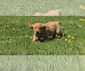 Golden Retriever Puppy for sale in RIGA, MI, USA