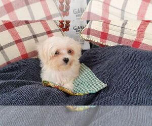 Maltese Puppy for Sale in BRANSON, Missouri USA