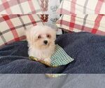 Small Maltese