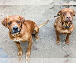 Small #3 Vizsla Mix