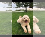 Small Photo #1 Labradoodle Puppy For Sale in COLS GROVE, OH, USA