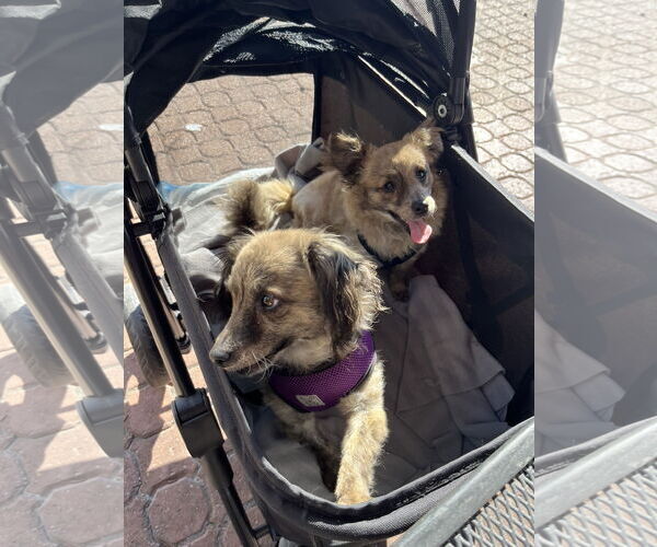 Medium Photo #5 Chiranian Puppy For Sale in San Francisco, CA, USA