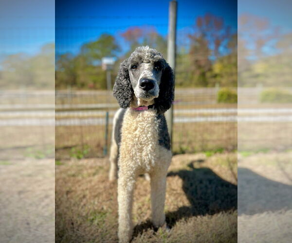 Medium Photo #1 Poodle (Standard)-Unknown Mix Puppy For Sale in Pacolet, SC, USA