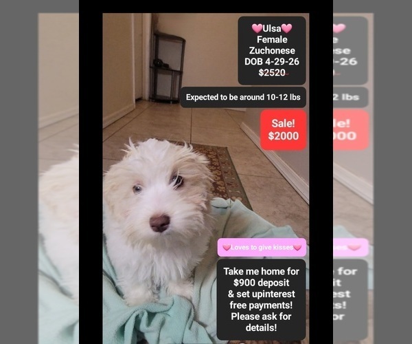 Medium Photo #2 Havanese-Zuchon Mix Puppy For Sale in TUCSON, AZ, USA