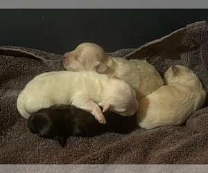 West Highland White Terrier-YorkiePoo Mix Puppy for sale in WOODBRIDGE, VA, USA