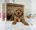 Small #3 Goldendoodle (Miniature)