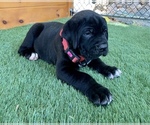 Small Photo #2 Cane Corso Puppy For Sale in NARVON, PA, USA