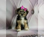Puppy 1 Poodle (Toy)-Yorkshire Terrier Mix