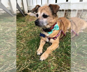 Mutt Dogs for adoption in Spring Lake, NC, USA