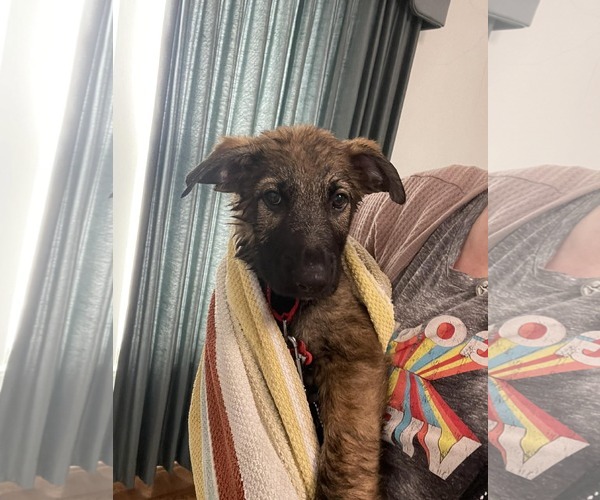 Medium Photo #15 German Shepherd Dog Puppy For Sale in Gretna, NE, USA