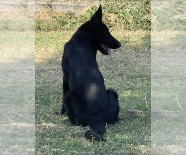 Medium Photo #4 German Shepherd Dog Puppy For Sale in WACO, TX, USA