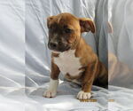 Small #1 Mutt