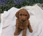 Small Photo #39 Irish Doodle Puppy For Sale in GOSHEN, IN, USA