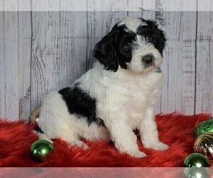 Poodle (Miniature)-Sheepadoodle Mix Puppy for sale in FREDERICKSBG, OH, USA