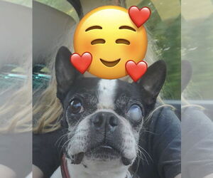 Boston Terrier Dogs for adoption in Little Elm, TX, USA