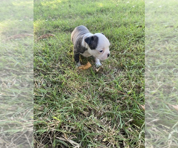 Medium Photo #14 Boston Terrier Puppy For Sale in FREDONIA, KS, USA