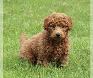 Poodle (Miniature) Puppy for sale in FREDERICKSBURG, OH, USA